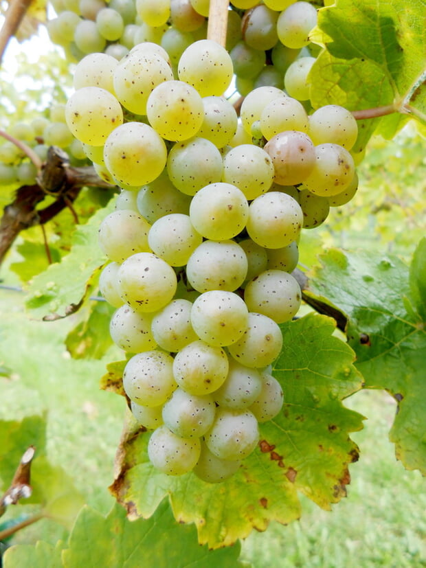 Rieslingtraube